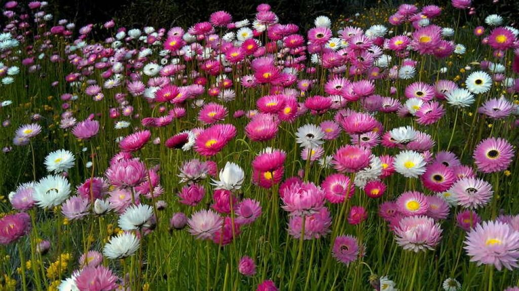 Акроклинум