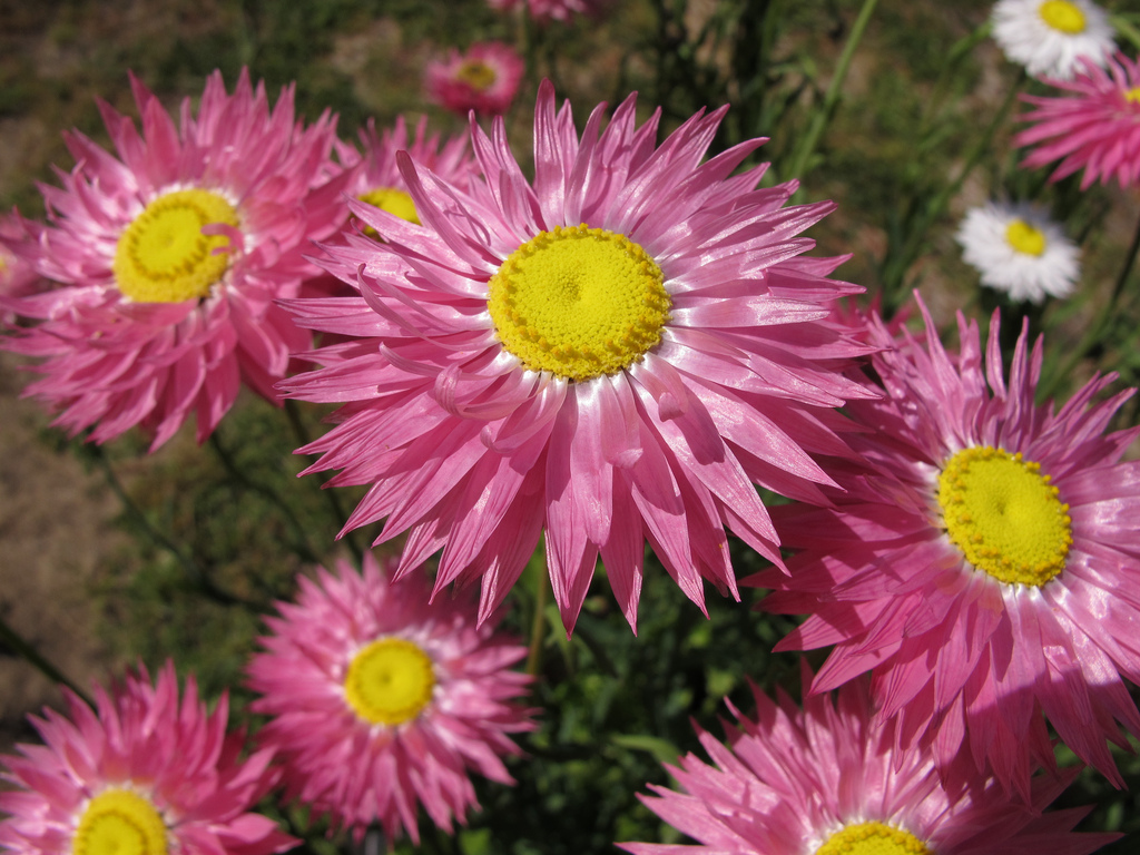 Цветя на акроклинум