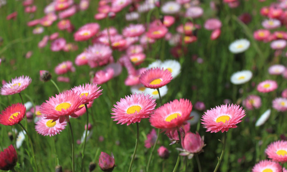 Много цветя