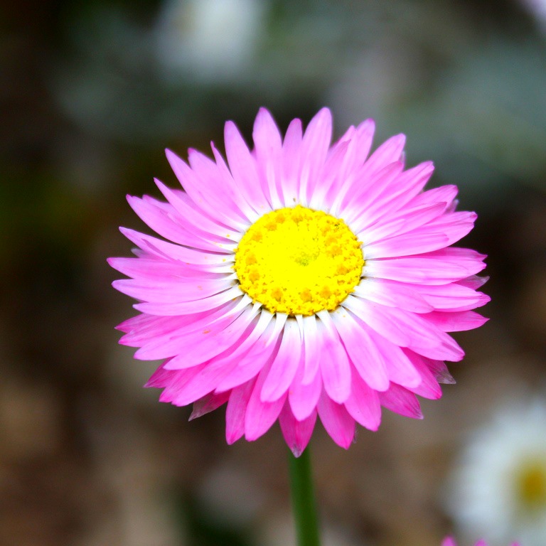 Едно цвете на акроклиниум