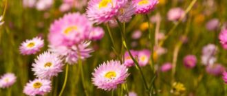 Акроклинум