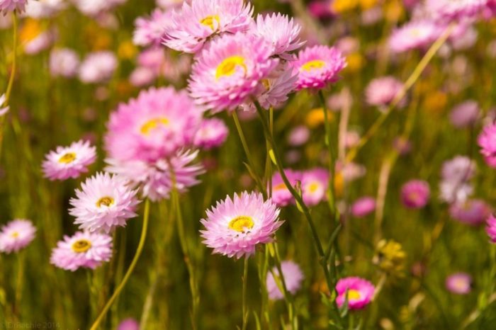 Акроклинум