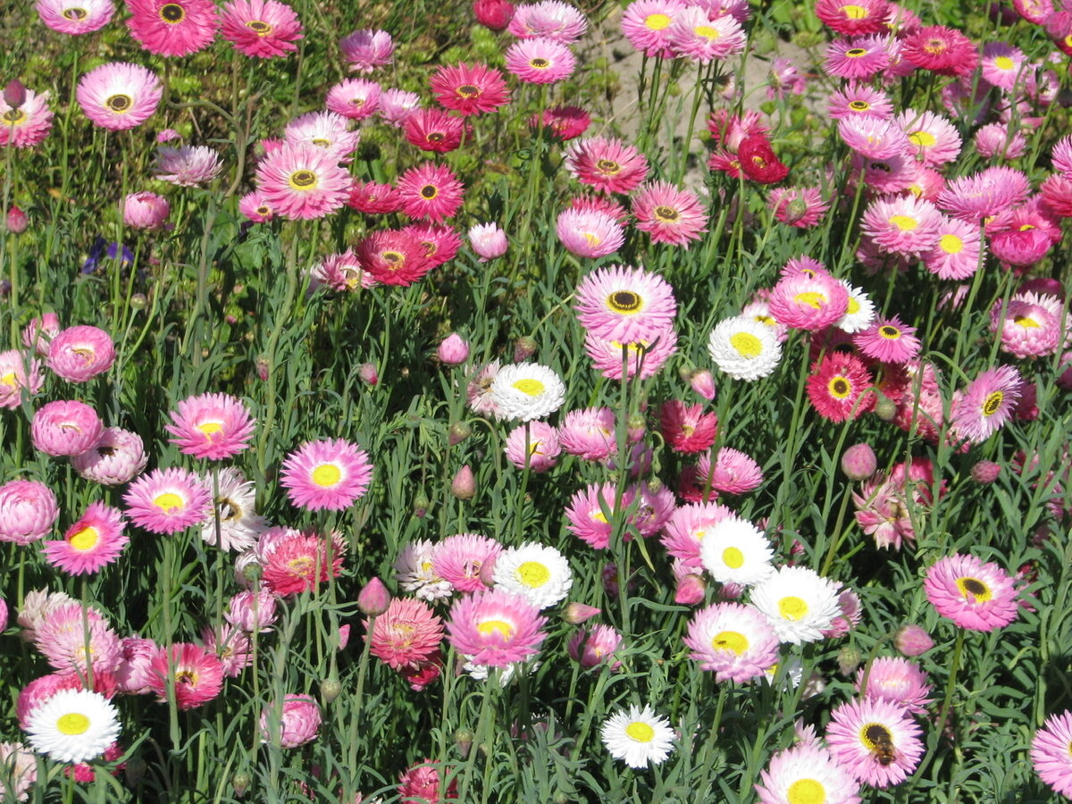 Акроклинум