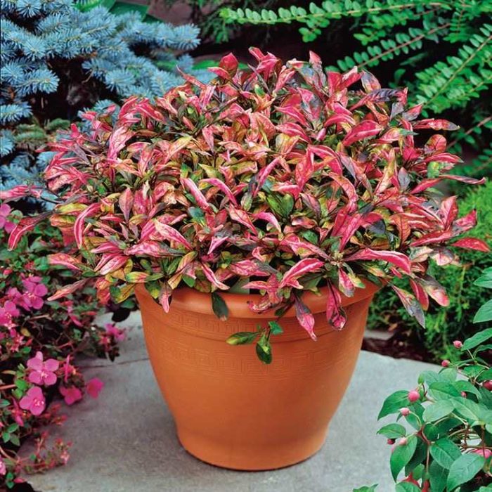 Алтернантера в саксия