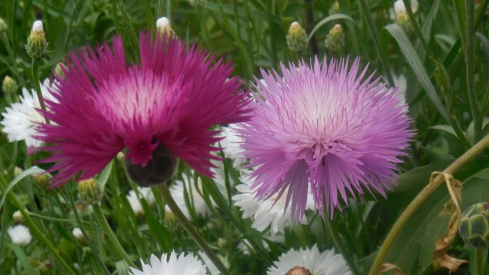 Две цветя от Амбербоа