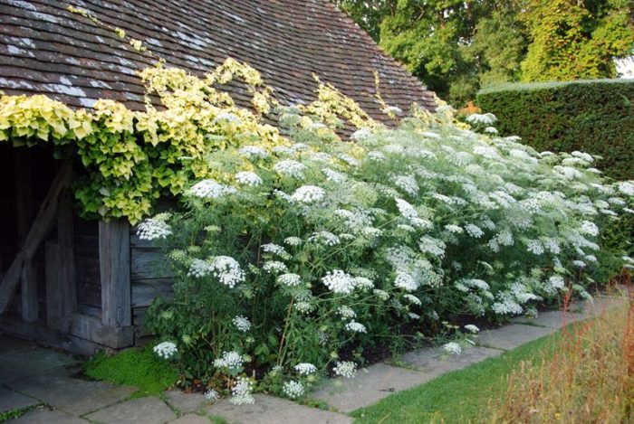 Ами в градината