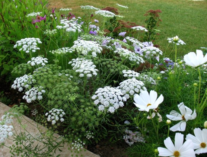 Ами в градината