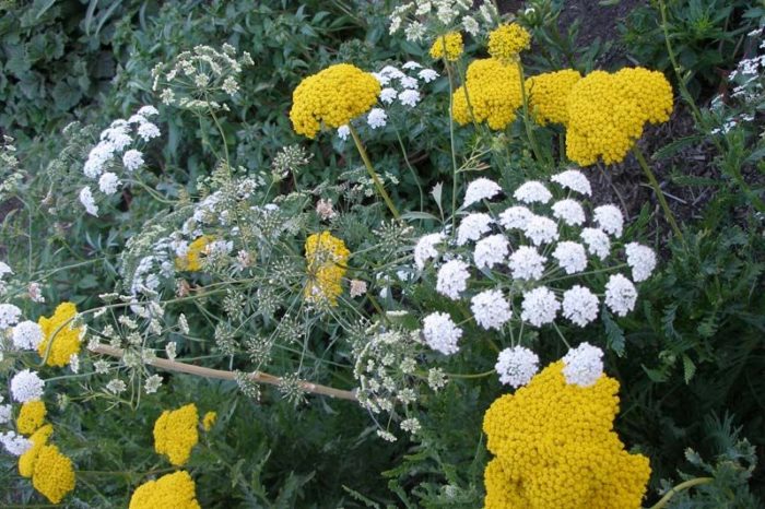 Ами в градината