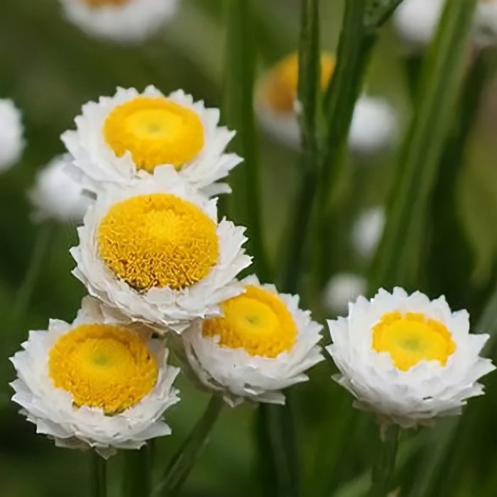 с едри цветове