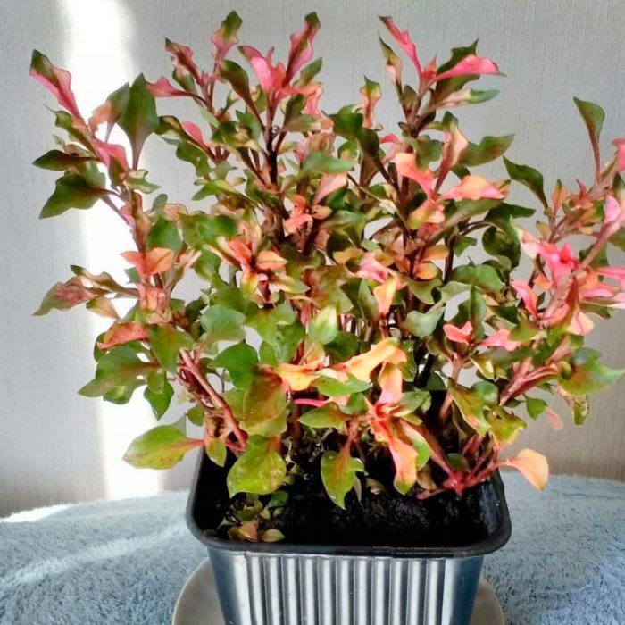 Алтернантера амоена