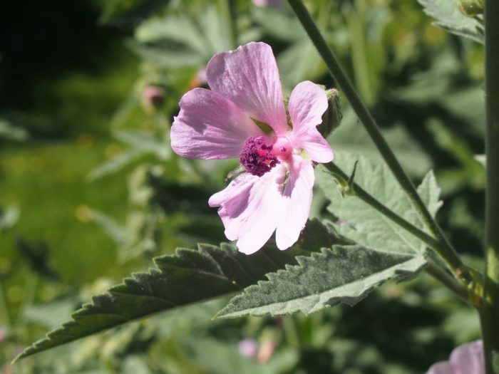 Арменска ружа (Althaea armeniаca)