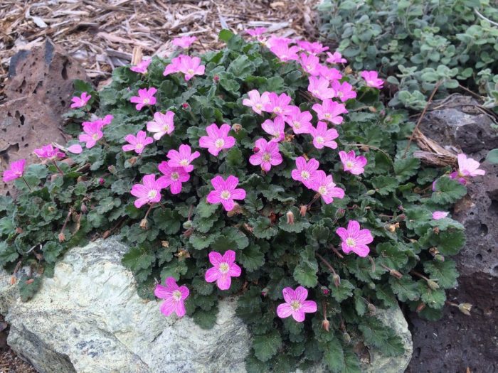 Щъркел сорт Bishop's Form