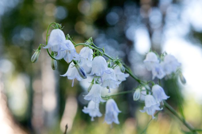 Красива камбанка