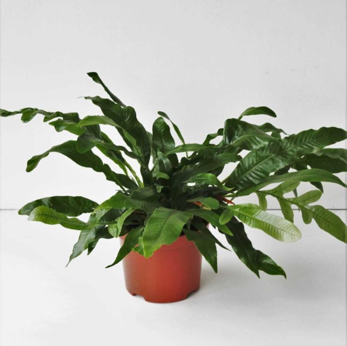 Аглаоморфа коронанс