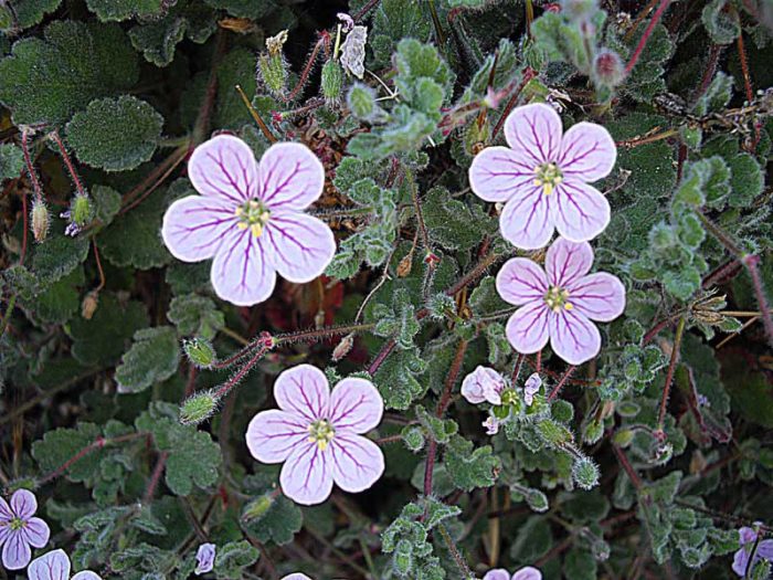 Език на корсикански щъркел (Erodium corsicum)