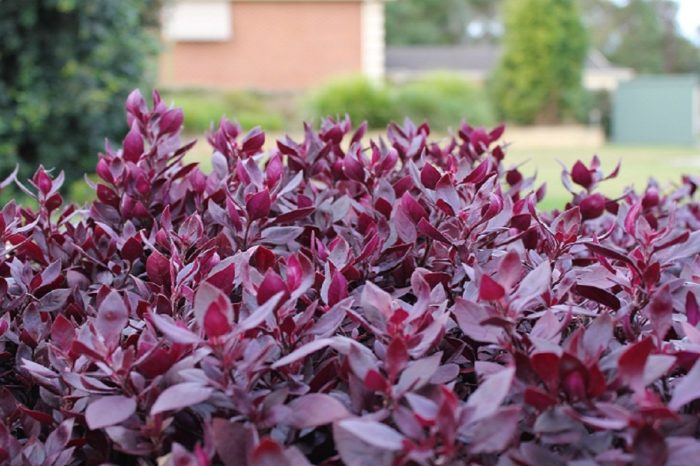 Alternanthera dentata, бразилиана