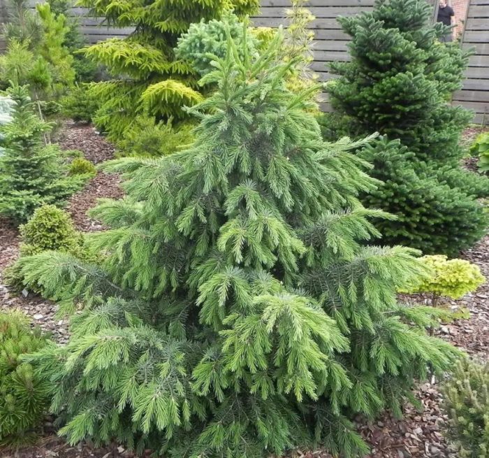 Пивоварна смърч