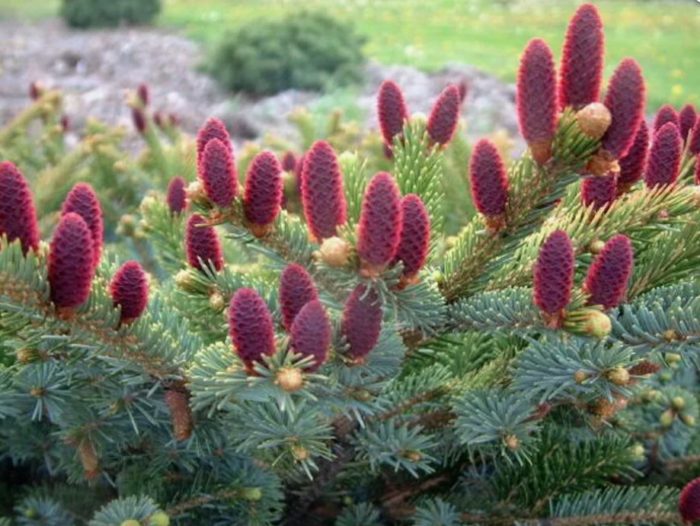 Двуцветен смърч Bicolor