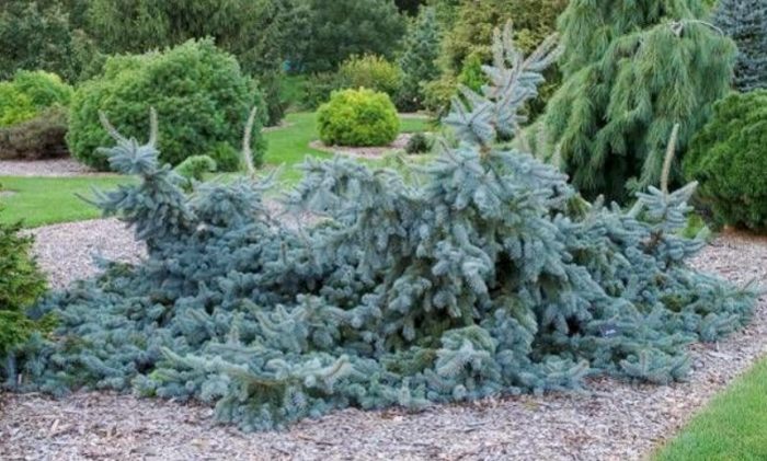 Глаука Прострата