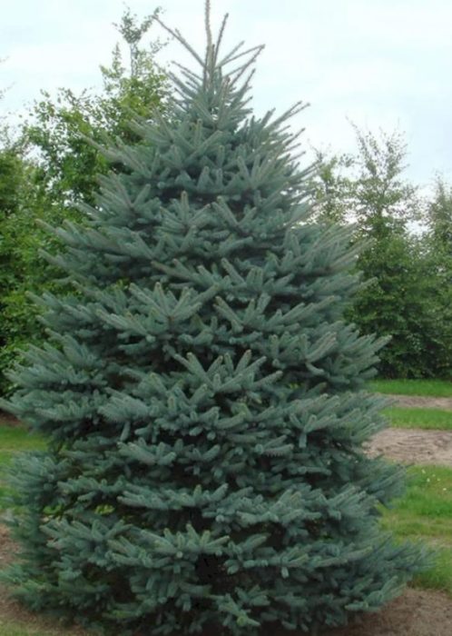 Син смърч Glauca Select