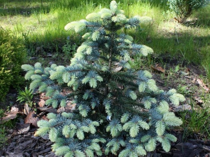 Син смърч Бялобок