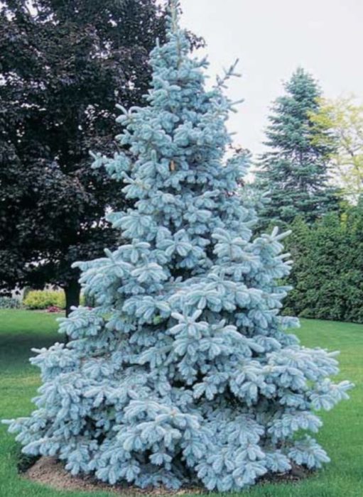 Син смърч Кралско синьо