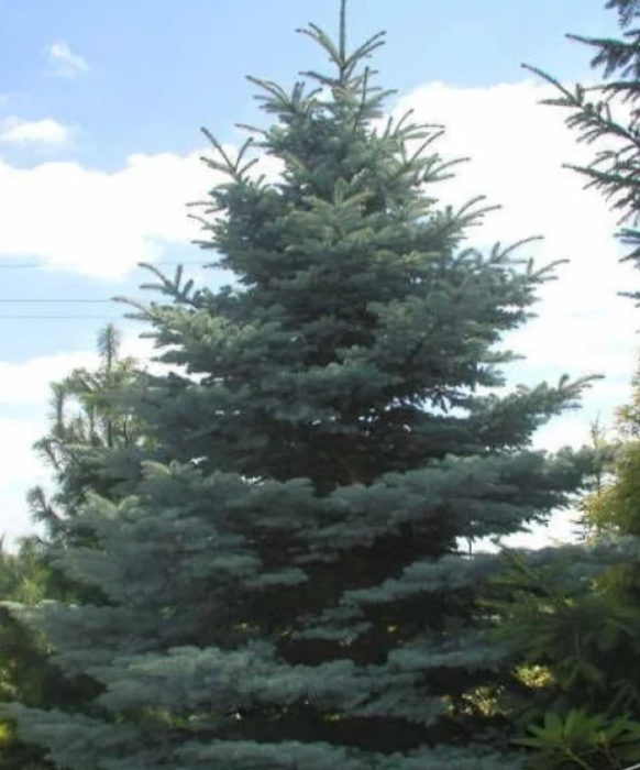 Син смърч Туем