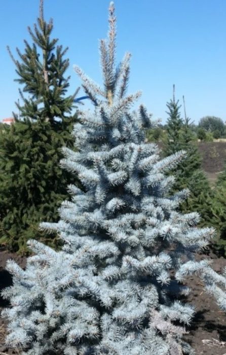 Син смърч сорт Хупси