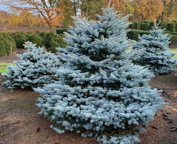 Син смърч бодлив