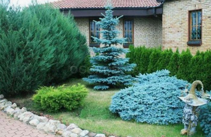 Син смърч в пейзажа