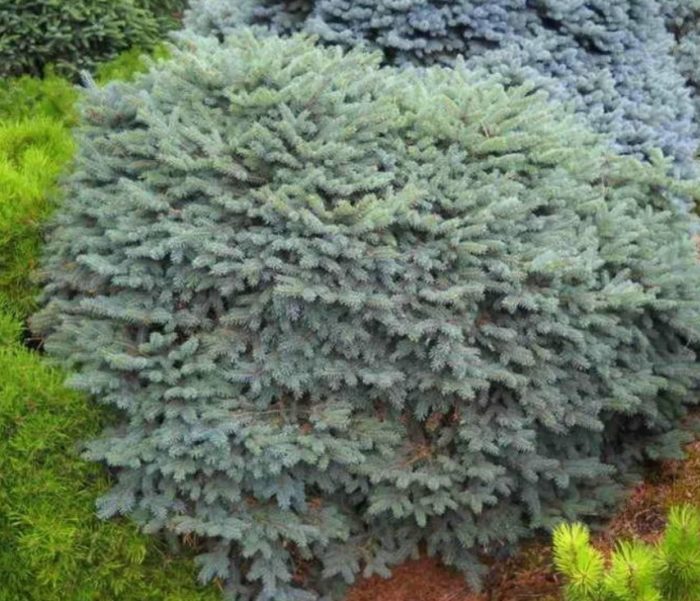 Син смърч Nidiformis Callous