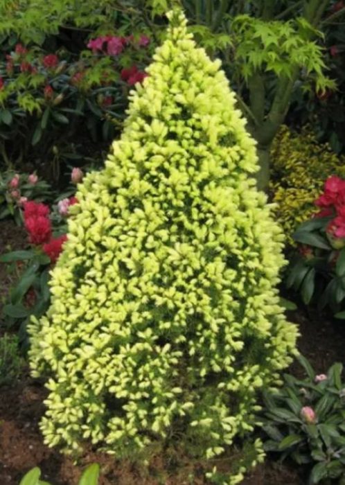 Канадски смърч Рейнбоу Енд