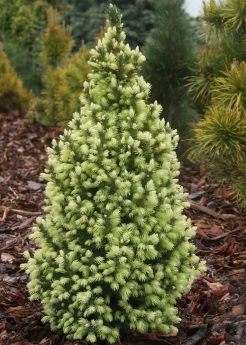 Канадски смърч Слънце в небето