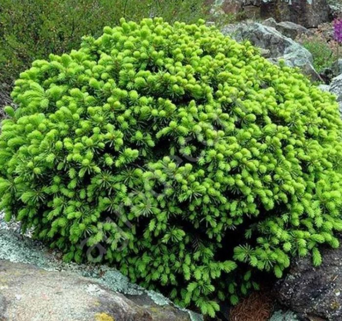 Канадски смърч Echiniformis