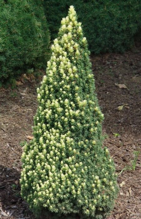 Канадски смърчов пикси