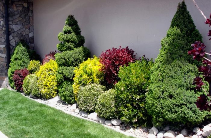 Канадски смърч в пейзажа