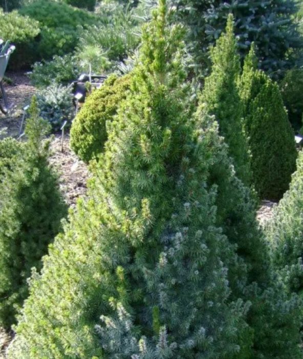 Канадски смърч Arneson's Blue Variegata