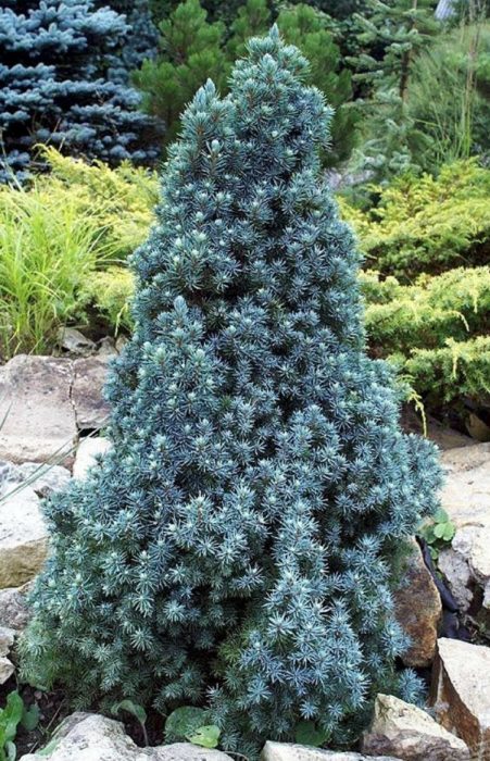 Канадски смърч Синя Ванде