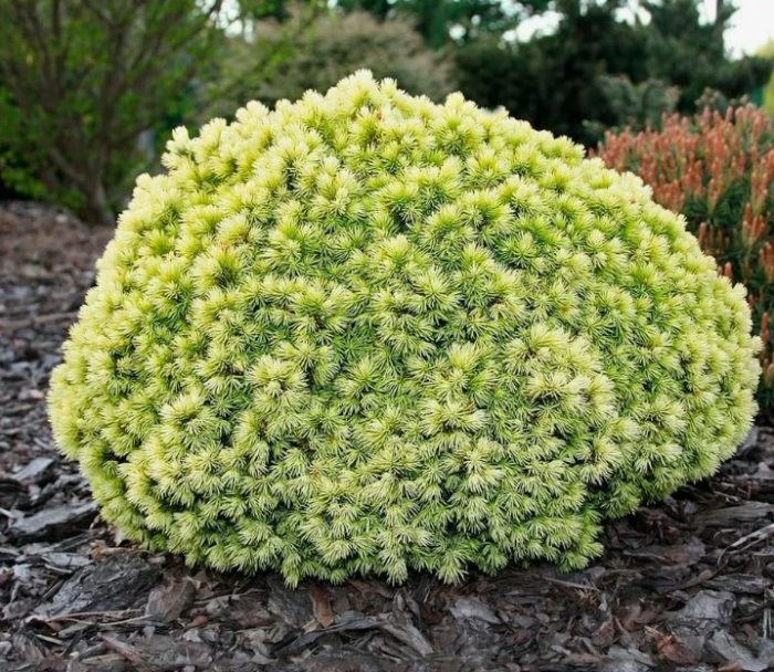 Канадски смърч Dendropharma Gold