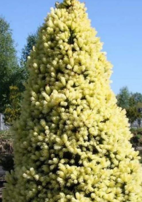 Сорт Майнголд