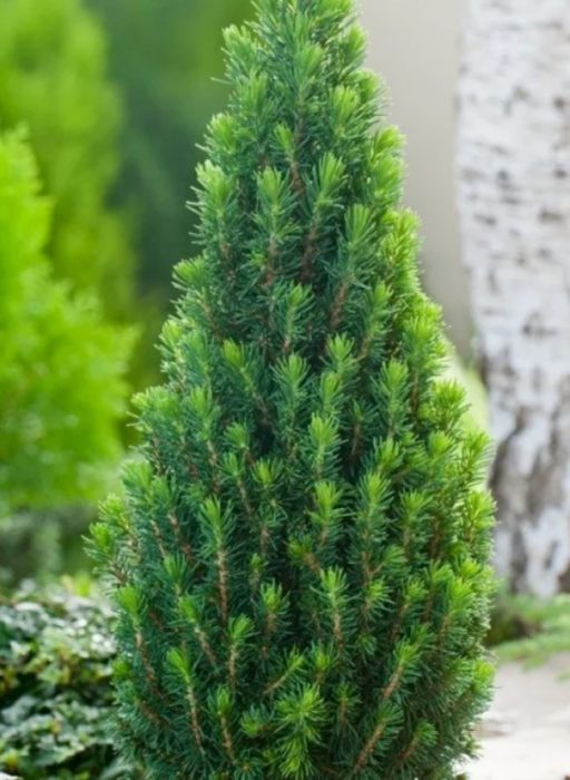 Сорт Пиколо