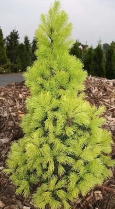 Сорт "Biesenthaler Fruhling"