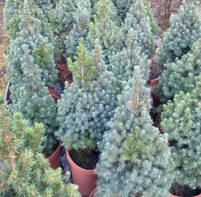 Канадски смърч Алберт Блу