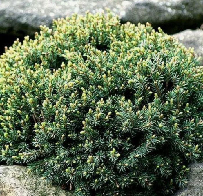 Канадски смърч Blue Planet