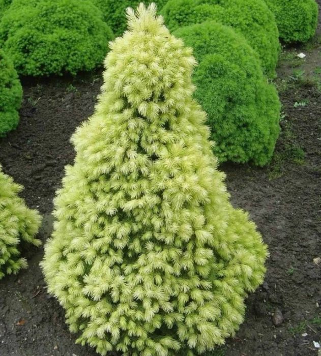 Сорт Дейзи Уайт