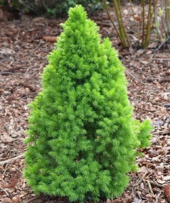 Сорт Коника Декември