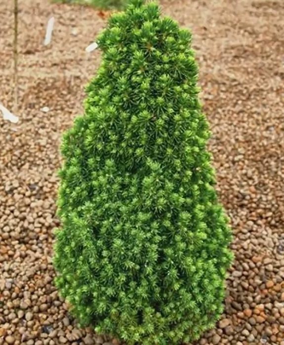 Канадски смърч Лилипут