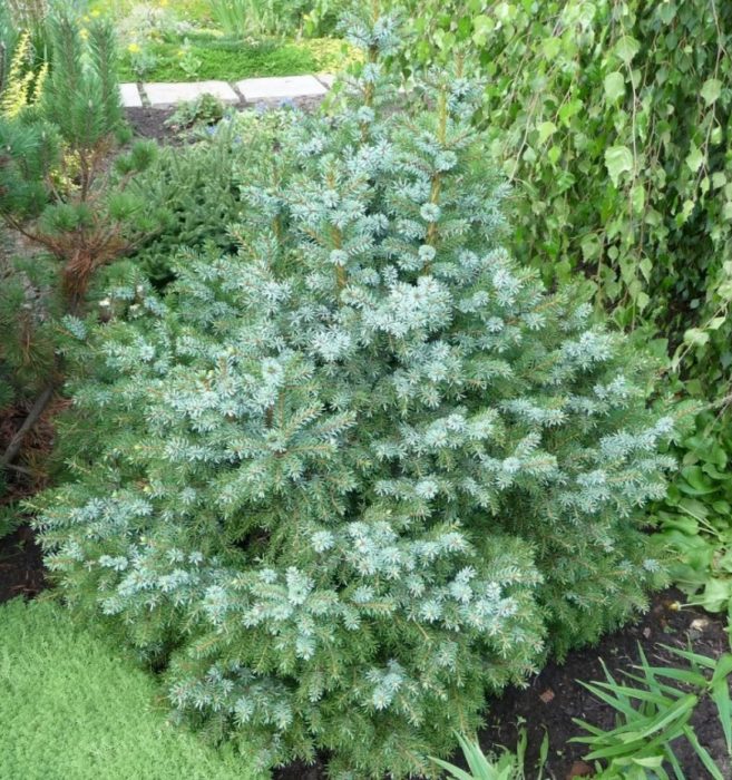 Канадски смърч Нана