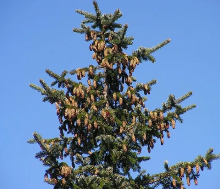 Корейски смърч