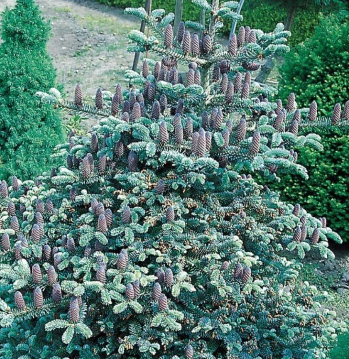 Корейски смърч